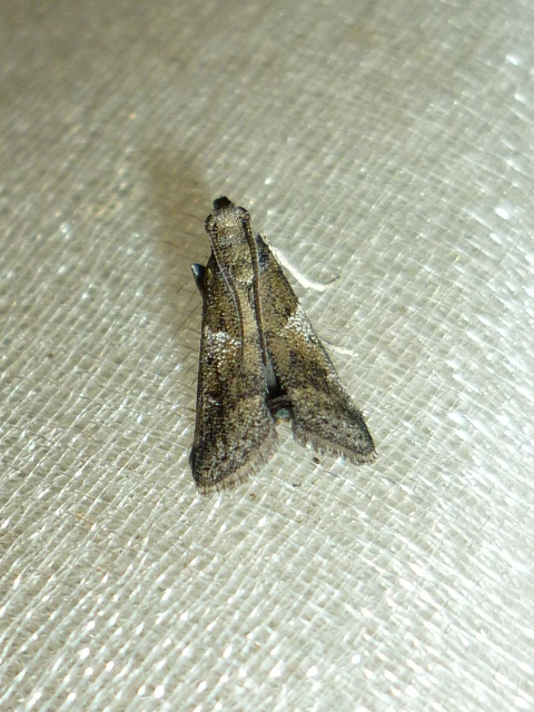 Knot-horn Moth