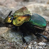 Rainbow Scarab