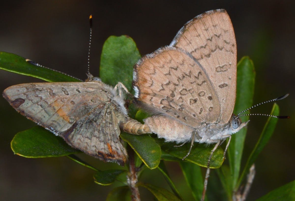 Eltham Copper Butterfly