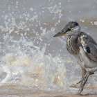 Grey Heron chick