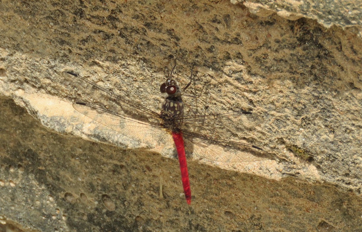 Red Rockdweller