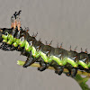 Citheronia laocoon caterpillar