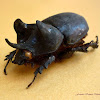 Rhino Beetle