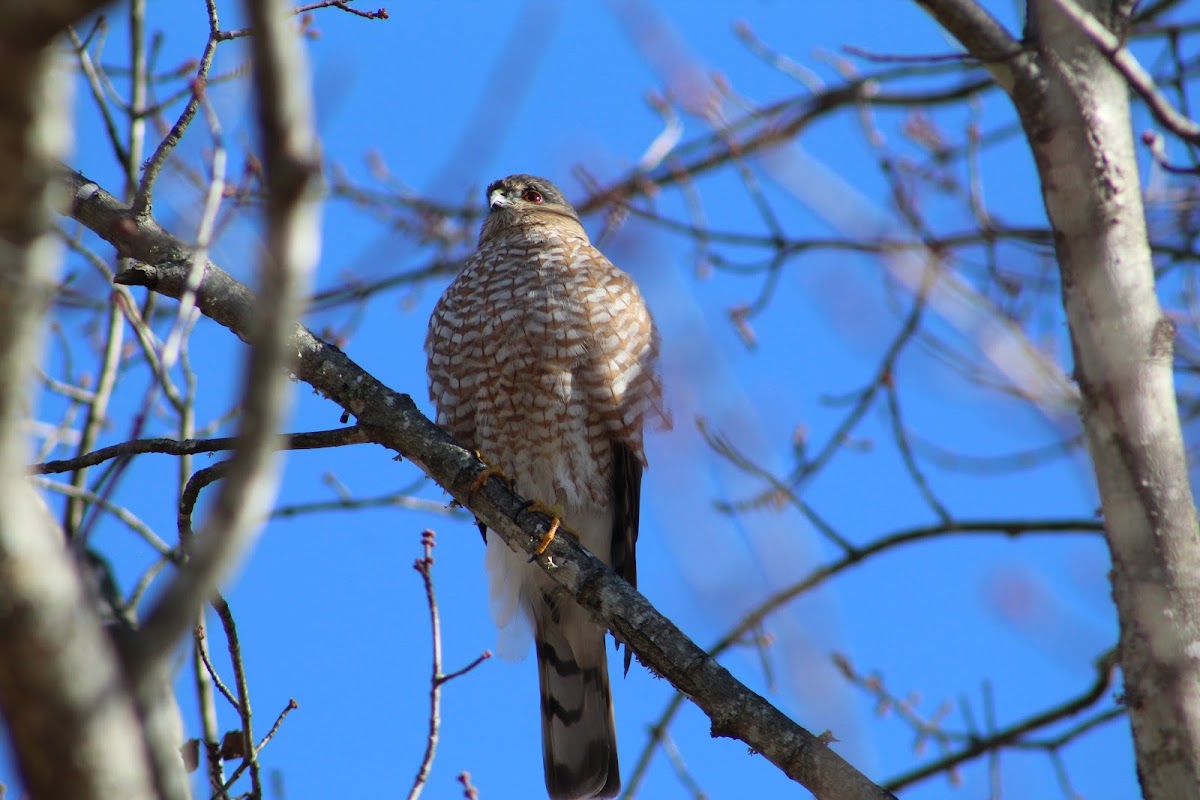 Sharp-shinned hawk