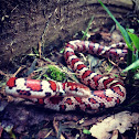 Okeetee Corn Snake