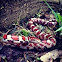 Okeetee Corn Snake