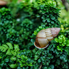 Ốc Hương Vườn Xoắn Ngược. Brown Tree Snail sinistral