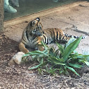 Sumatran Tiger