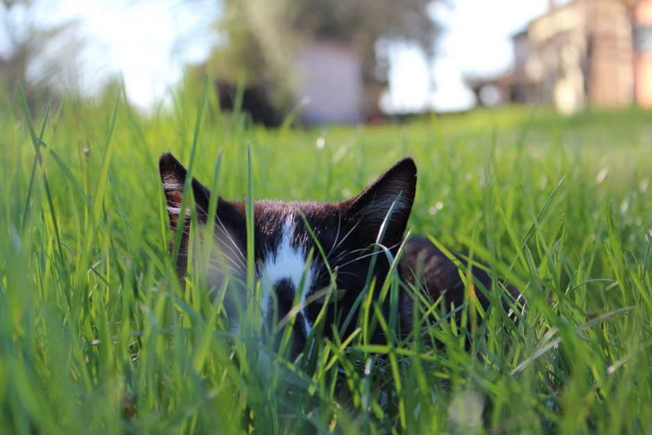 Miao di Giuly06