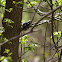 Black-and-White Warbler