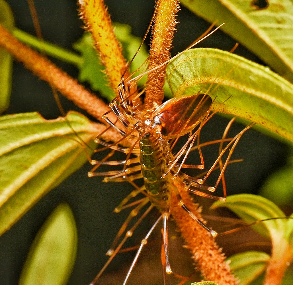 Long-legged centipede