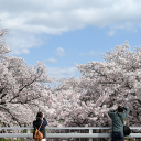 Photographing cherry blossoms