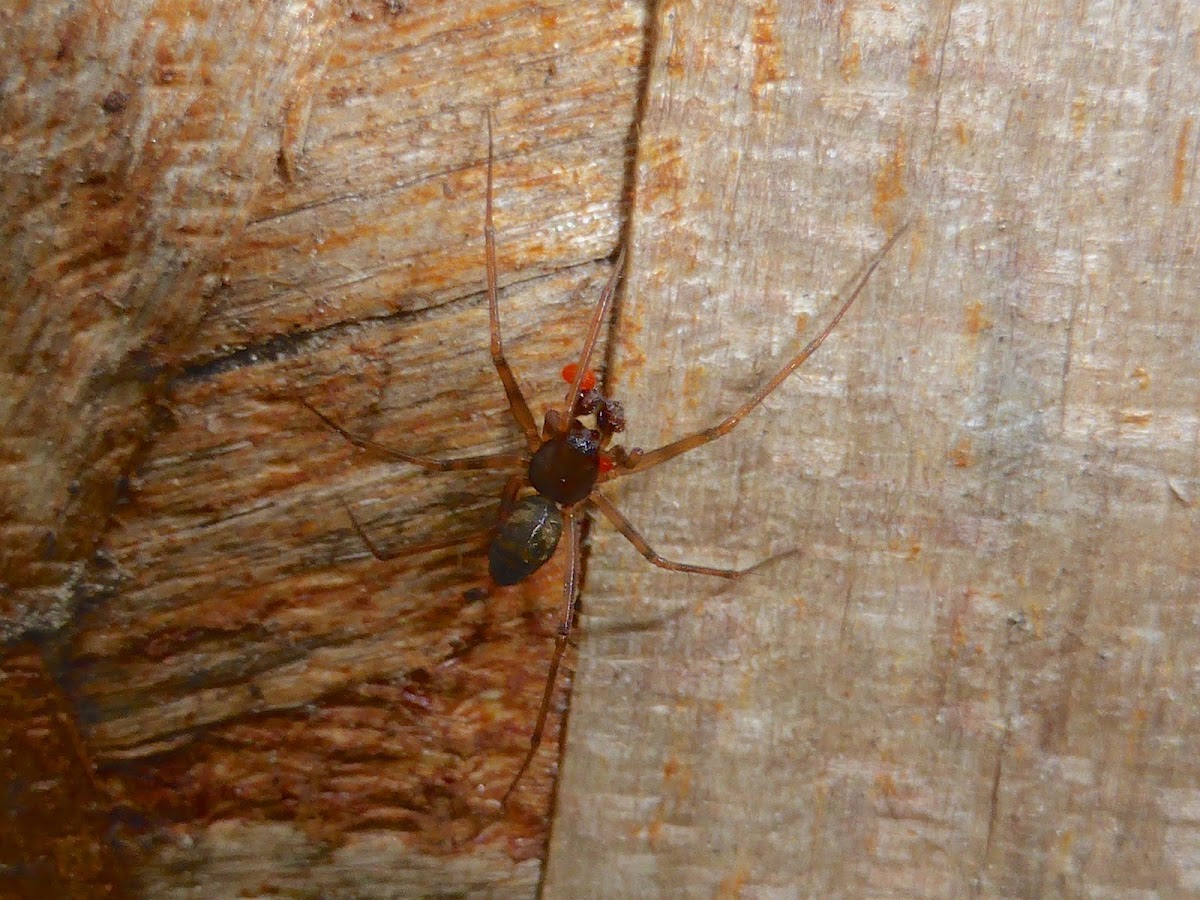 Sheetweb Spider