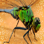 Cover Image of Download Insects sounds 2.0 APK