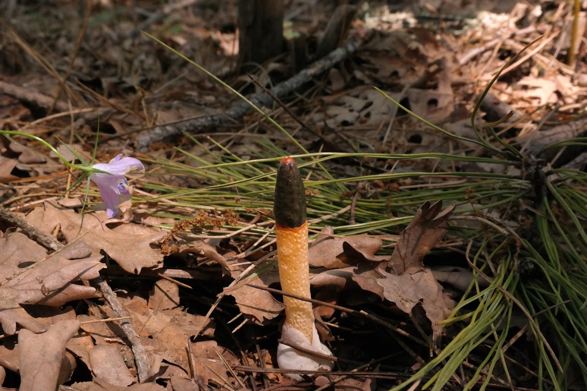 Dog Stinkhorn