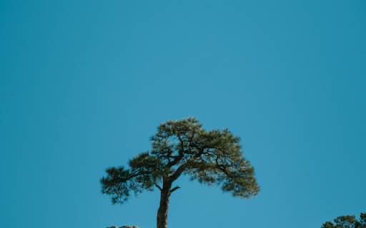 Lone Pine Under Blue Sky screenshot 1