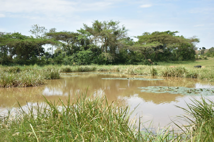 The degraded Bukokholo dam in Sirisia, Bungoma county