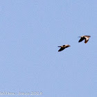 Stock Dove