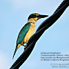 Collared Kingfisher