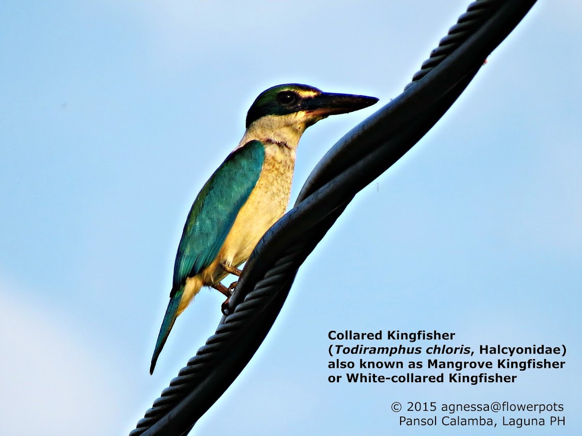 Collared Kingfisher