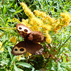 Common Wood Nymph