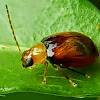 Red-shouldered Leaf Beetle -