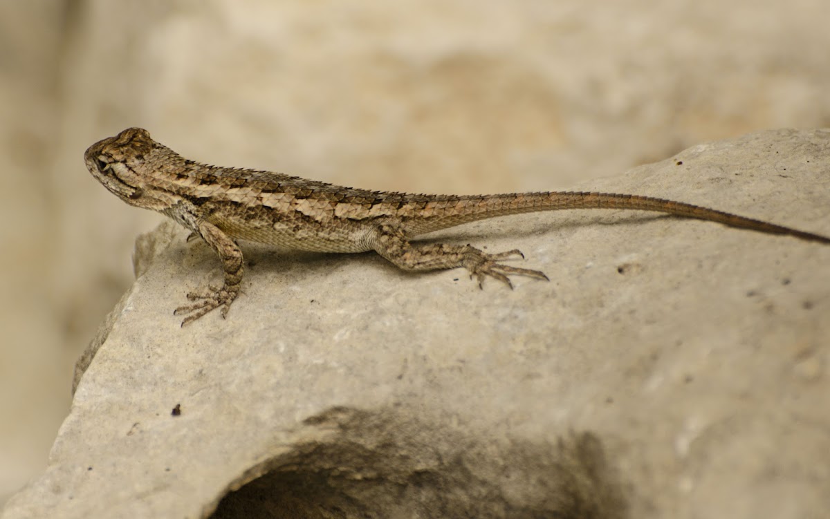 Texas Spiny Lizard