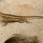 Texas Spiny Lizard