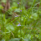 Downy Lobelia