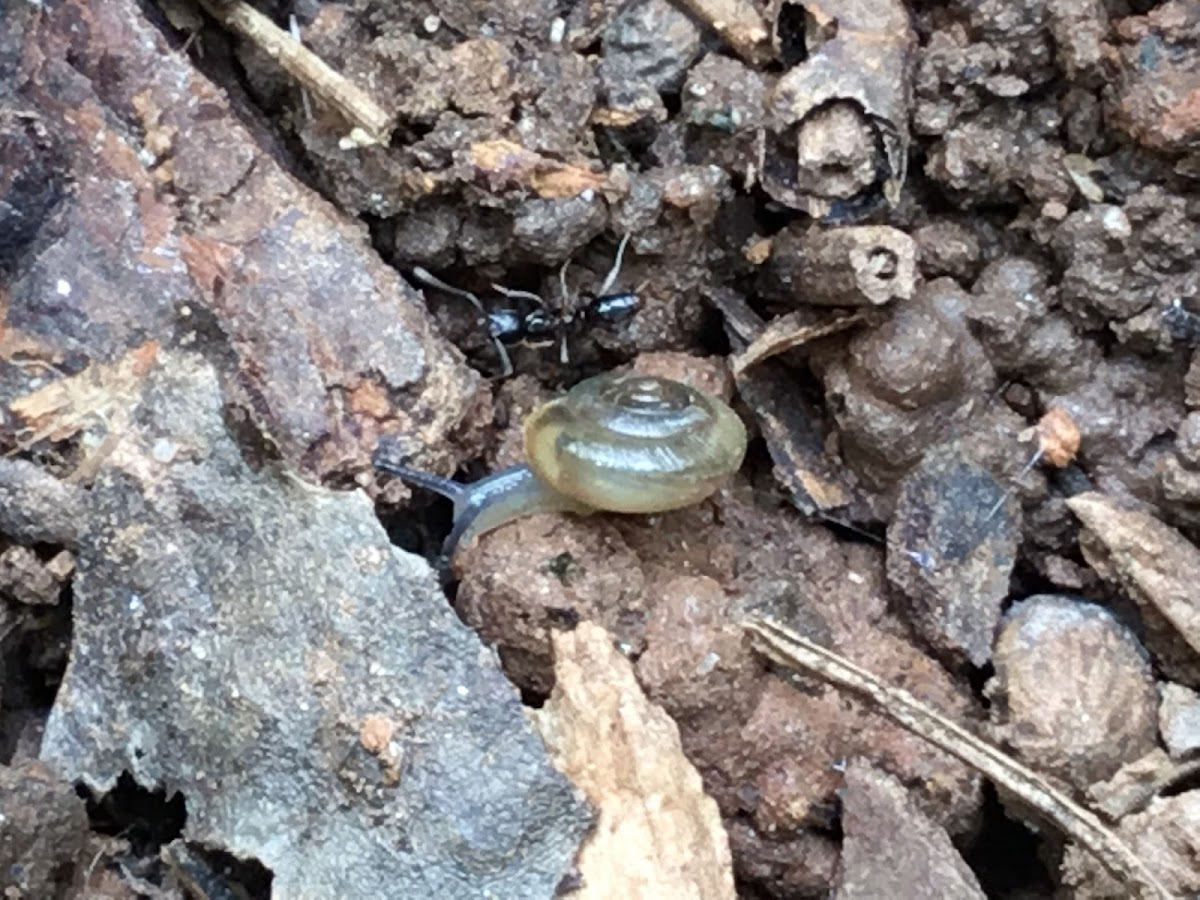 Grey-foot Lancetooth Snail