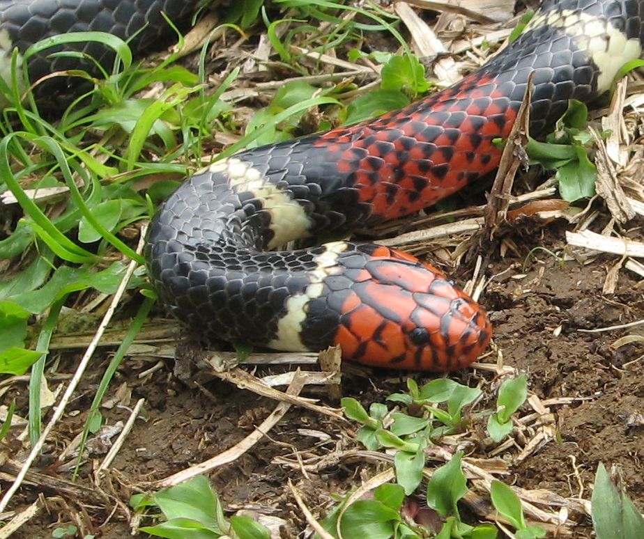 Aquatic Coral Snake