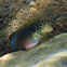 Redlip blenny