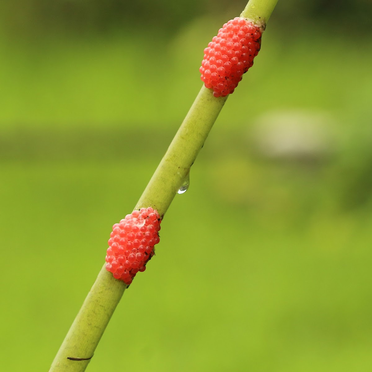 Golden Apple Snail Eggs