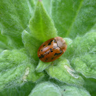 Fleabane Tortoise Beetle - red form