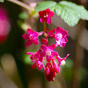 Red-Flowering Currant