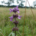 Marsh woundwort