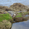 Ruddy turnstone