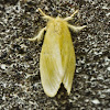 Nygmiini moth