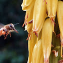 Western Honey Bee