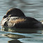 Pied-billed Grebe