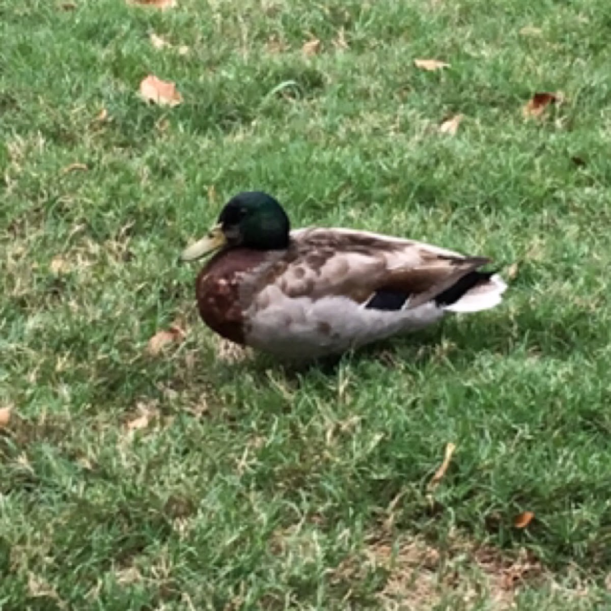 Mallard Duck