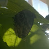 Owl butterfly