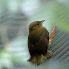 Orange-collard Manakin