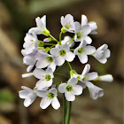 Cuckooflower