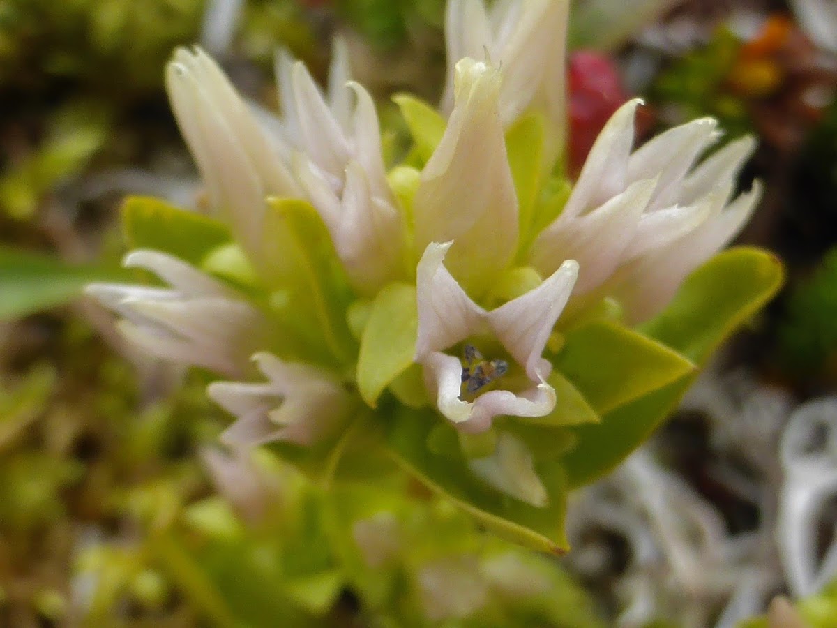 Fourpart Dwarf Gentian