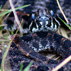 Eastern Dusky Pygmy Rattlesnake