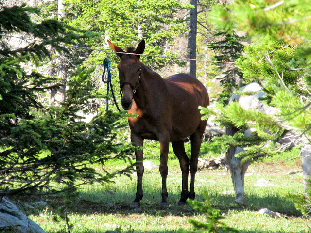 Horse neighbors