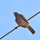 Roadside hawk