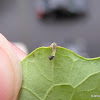 Hoverfly larvae?