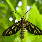 Wasp Moth